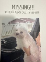 Lost Male Dog last seen State and Martin Luther king, South Gate, CA 90280