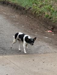 Found/Stray Unknown Dog last seen 12th and sheffield , Indianapolis, IN 46222