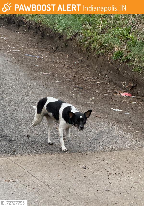 Found/Stray Unknown Dog last seen 12th and sheffield , Indianapolis, IN 46222