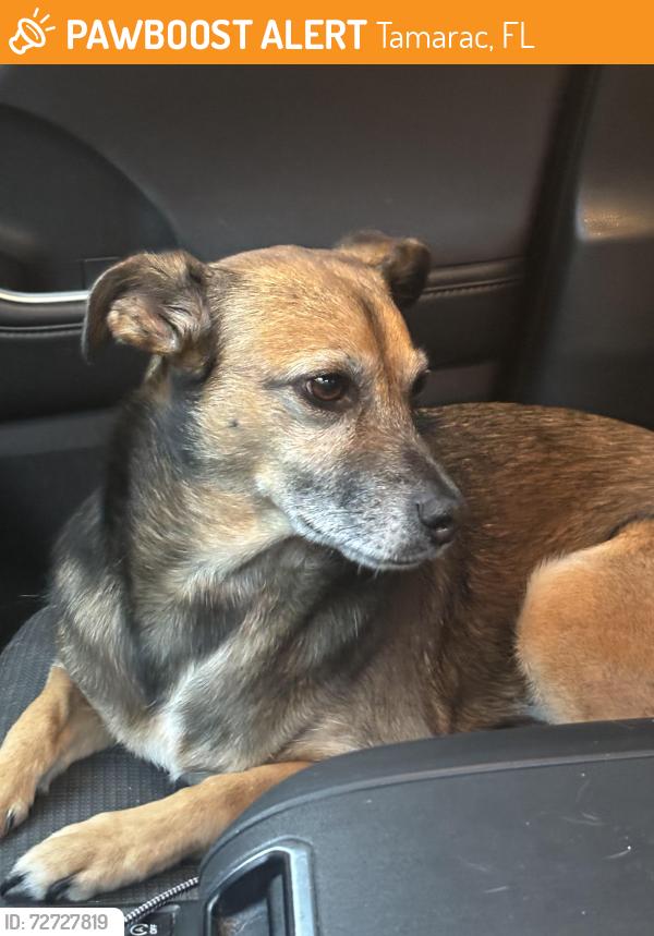 Found/Stray Female Dog last seen 77th street, tamarac, Fl, Tamarac, FL 33321