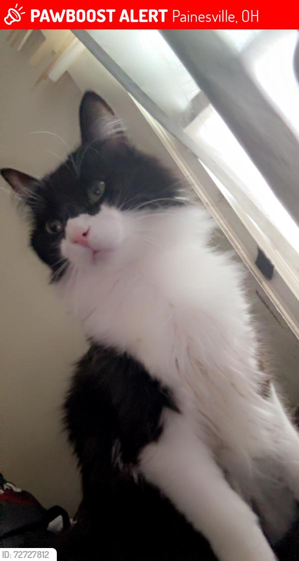 Lost Male Cat last seen East walnut ave Painesville Ohio , Painesville, OH 44077