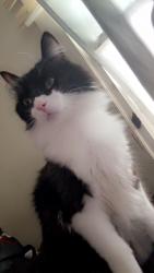 Lost Male Cat last seen East walnut ave Painesville Ohio , Painesville, OH 44077