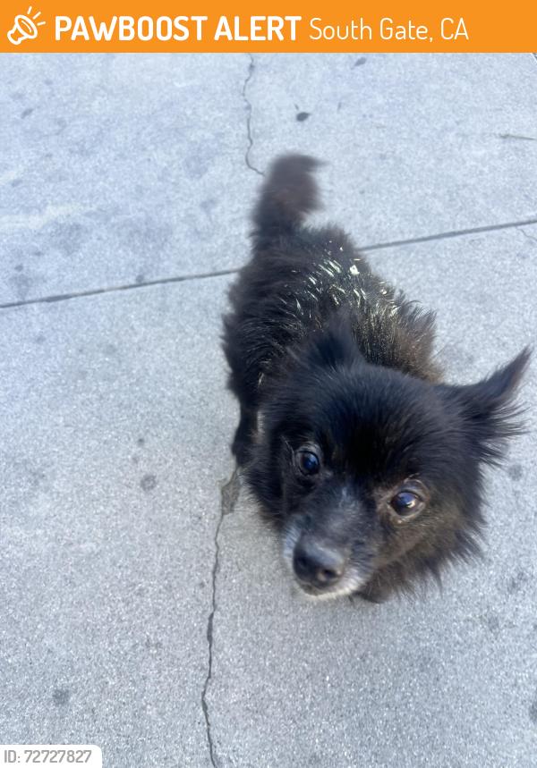 Found/Stray Unknown Dog last seen Tweedy, South Gate, CA 90280