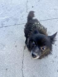 Found/Stray Unknown Dog last seen Tweedy, South Gate, CA 90280