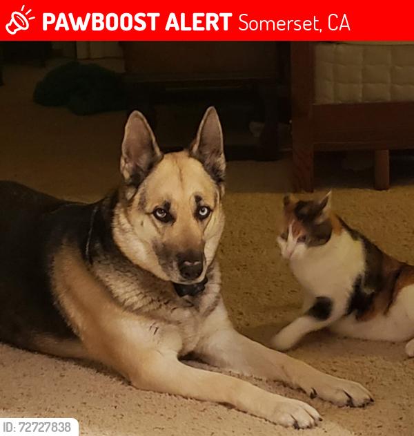 Lost Female Dog last seen Omo Ranch Rd x Fairplay Rd, Somerset, CA 95684