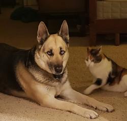 Lost Female Dog last seen Omo Ranch Rd x Fairplay Rd, Somerset, CA 95684