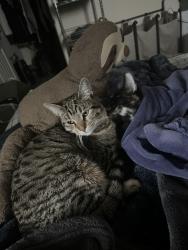 Lost Female Cat last seen Freedom elementary, Modesto, CA 95355