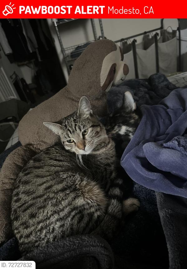 Lost Female Cat last seen Freedom elementary, Modesto, CA 95355