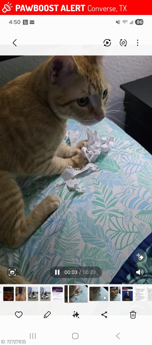 Lost Male Cat last seen Hanover Cove, Converse, TX 78109