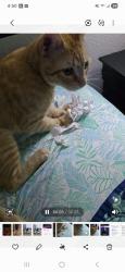 Lost Male Cat last seen Hanover Cove, Converse, TX 78109