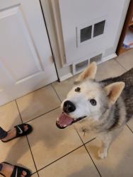 Found/Stray Male Dog last seen Yosemite and Lehigh, Aurora, CO 80013