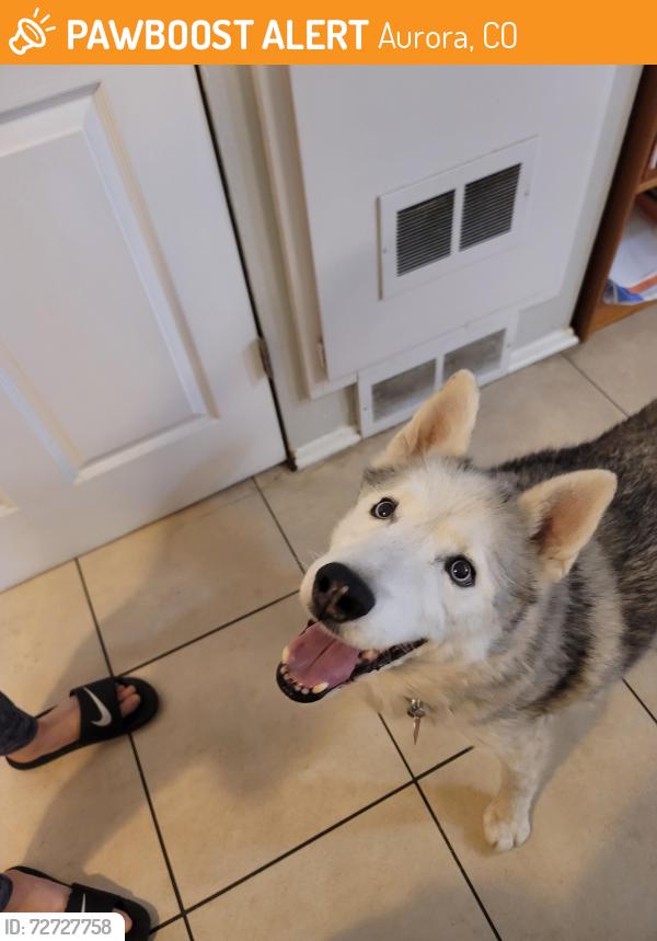 Found/Stray Male Dog last seen Yosemite and Lehigh, Aurora, CO 80013