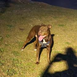 Found/Stray Male Dog last seen Shadowmoor Drive & Shadowmore LN , Augusta, GA 30907