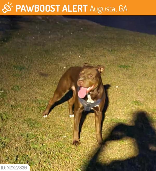 Found/Stray Male Dog last seen Shadowmoor Drive & Shadowmore LN , Augusta, GA 30907