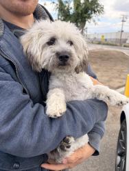 Found/Stray Female Dog last seen Spruce and foothill, Rialto, CA 92376