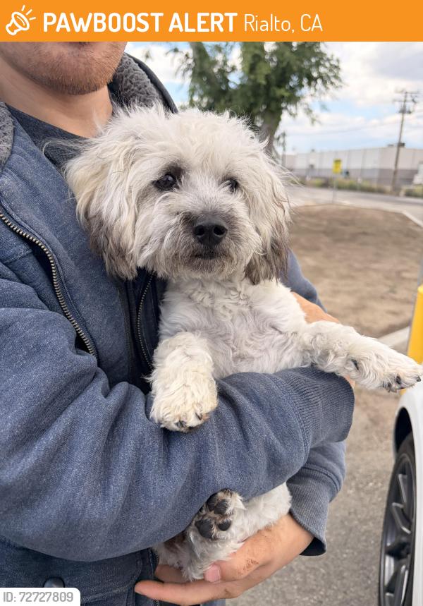 Found/Stray Female Dog last seen Spruce and foothill, Rialto, CA 92376