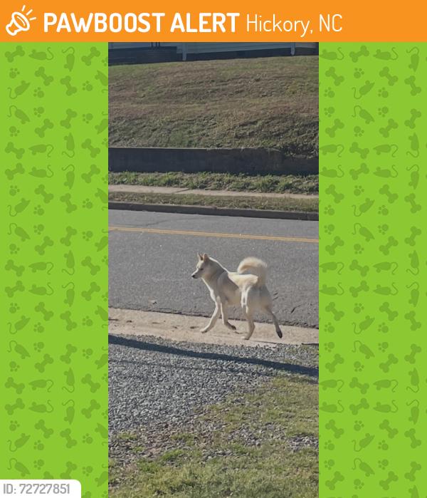 Found/Stray Male Dog last seen 2nd Ave SE & 7th street SE, Hickory, NC 28602