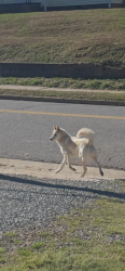 Found/Stray Male Dog last seen 2nd Ave SE & 7th street SE, Hickory, NC 28602