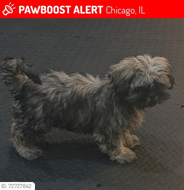 Lost Female Dog last seen At the alley , Chicago, IL 60617