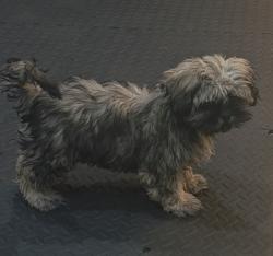 Lost Female Dog last seen At the alley , Chicago, IL 60617