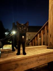 Found/Stray Male Cat last seen Near the amphitheater at Furman university , Greenville, SC 29613