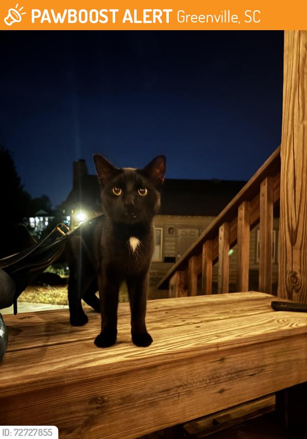 Found/Stray Male Cat last seen Near the amphitheater at Furman university , Greenville, SC 29613