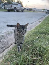 Found/Stray Male Cat last seen Near , Waco, TX 76705