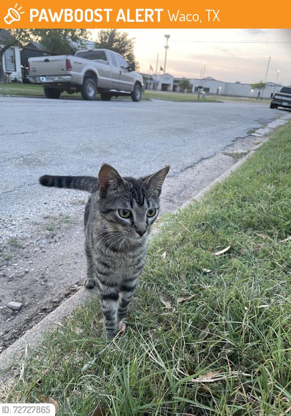 Found/Stray Male Cat last seen Near , Waco, TX 76705