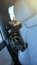 Lost Male Cat last seen 110th & Broadway, Tolleson, AZ 85353