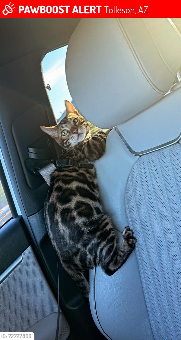 Lost Male Cat last seen 110th & Broadway, Tolleson, AZ 85353