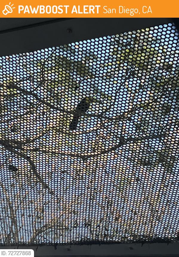 Found/Stray Unknown Bird last seen Cedar st and front st , San Diego, CA 92101