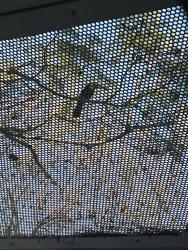 Found/Stray Unknown Bird last seen Cedar st and front st , San Diego, CA 92101