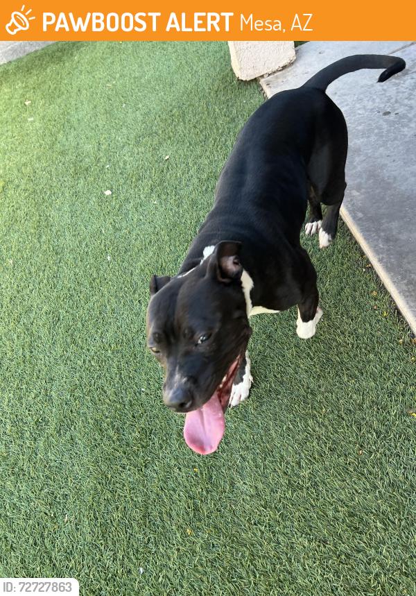Found/Stray Female Dog last seen Center/Mckellips , Mesa, AZ 85201