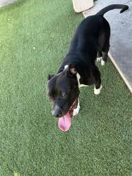Found/Stray Female Dog last seen Center/Mckellips , Mesa, AZ 85201