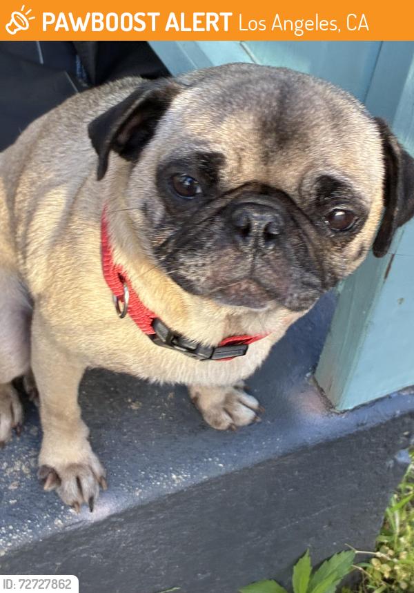 Found/Stray Female Dog last seen East LA college, Los Angeles, CA 90033