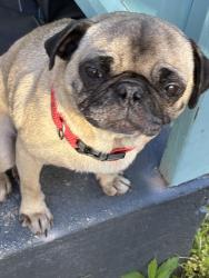 Found/Stray Female Dog last seen East LA college, Los Angeles, CA 90033