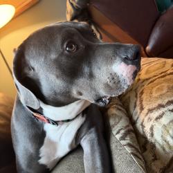 Lost Male Dog last seen Near Douglas ave , Kalamazoo, MI 49007
