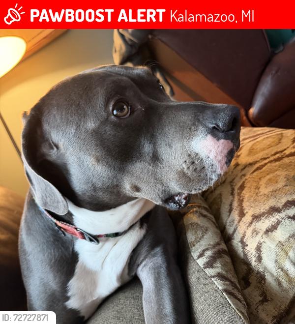 Lost Male Dog last seen Near Douglas ave , Kalamazoo, MI 49007