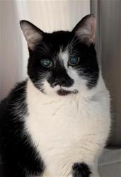 Shelter Stray Male Cat last seen Near BLOCK S CIRCLE DR, COLORADO SPRINGS CO 80906, Colorado Springs, CO 80905