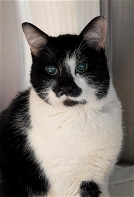 Shelter Stray Male Cat last seen Near BLOCK S CIRCLE DR, COLORADO SPRINGS CO 80906, Colorado Springs, CO 80905