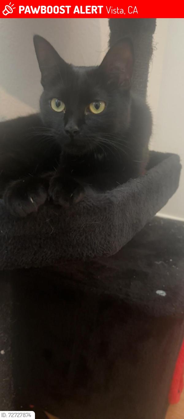 Lost Female Cat last seen Frazier Farms Grocery Store, Vista, CA 92083