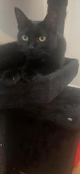 Lost Female Cat last seen Frazier Farms Grocery Store, Vista, CA 92083