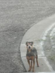 Found/Stray Unknown Dog last seen Culsdesac next to the pond off jewell as it exits to 119th, Wichita, KS 67235