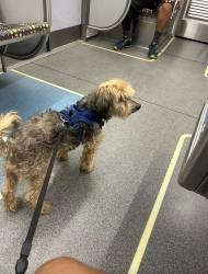 Lost Male Dog last seen Bangor and cloverdale ave, Los Angeles, CA 90016