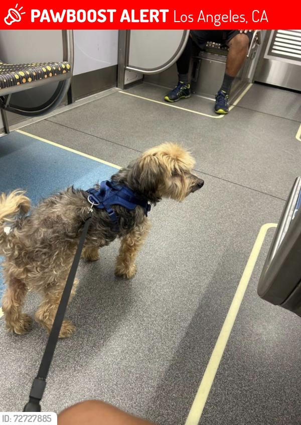 Lost Male Dog last seen Bangor and cloverdale ave, Los Angeles, CA 90016