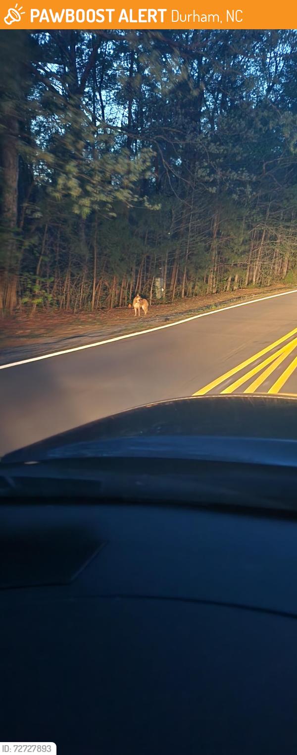 Found/Stray Unknown Dog last seen Valley Springs Park, Durham, NC 27712