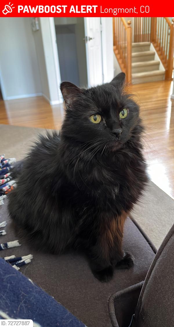 Lost Male Cat last seen Shenandoah Avenue and Devonshire in Firestone, Longmont, CO 80504