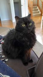Lost Male Cat last seen Shenandoah Avenue and Devonshire in Firestone, Longmont, CO 80504