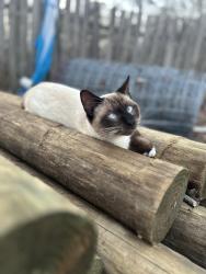 Lost Male Cat last seen Countryside lane , Helena, AL 35022