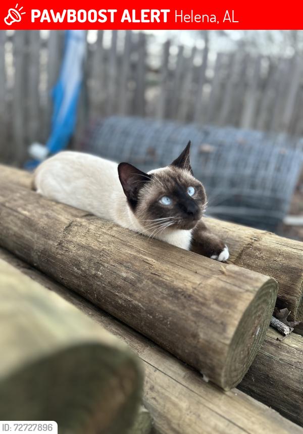 Lost Male Cat last seen Countryside lane , Helena, AL 35022